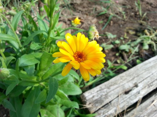 Ringelblume Calendula Heilpflanze