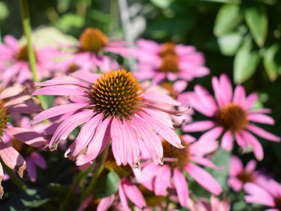 Echinacea